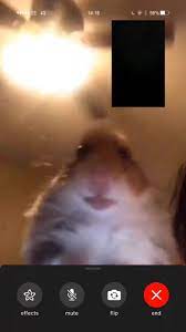 hamster llamando meme